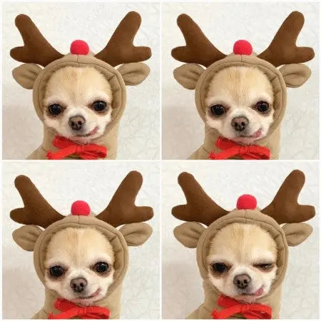 Fruit Print Dog Hoodie for Small Dogs | Soft Fleece Winter Puppy Clothes | Warm Pet Costume for Chihuahua & Frenchie Puracy